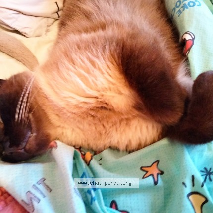 Photo of a cat found in Haute Goulaine