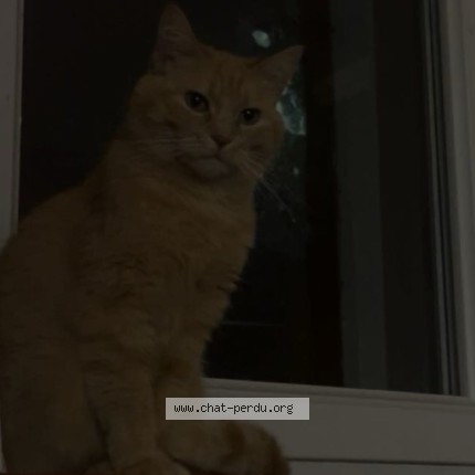 Photo of a cat found in Baud