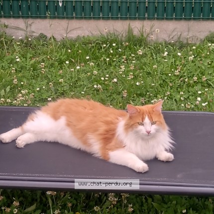 Photo of a cat found in Merignac