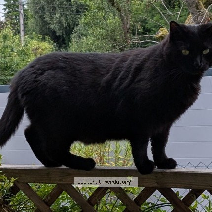 Photo of a cat found in Diebolsheim