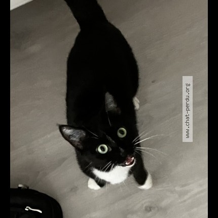 Photo of a cat found in Nantes