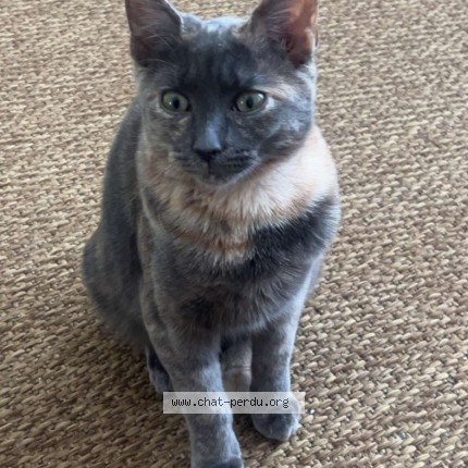 Photo of a cat found in Uccle