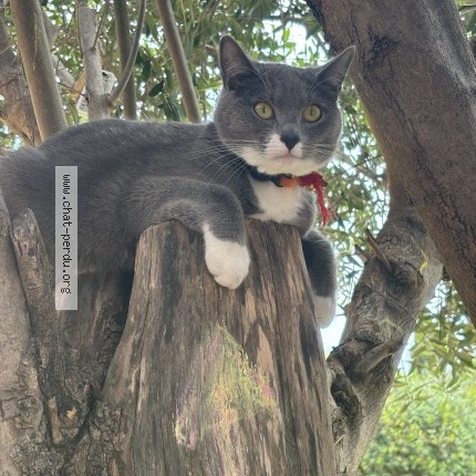 Photo of a cat found in Saint Andre Lez Lille