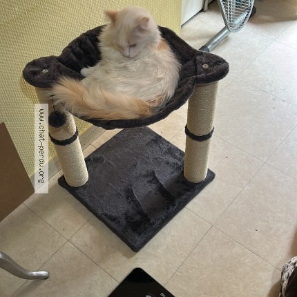 Photo of a cat found in 44100