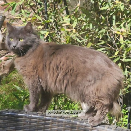 Photo of a cat found in Agde