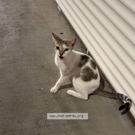 Photo of a cat found in Fort De France