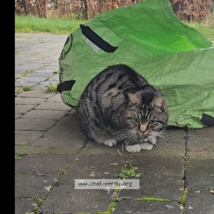 Foto 1/1 Pucy Kat vermist in Vedrin