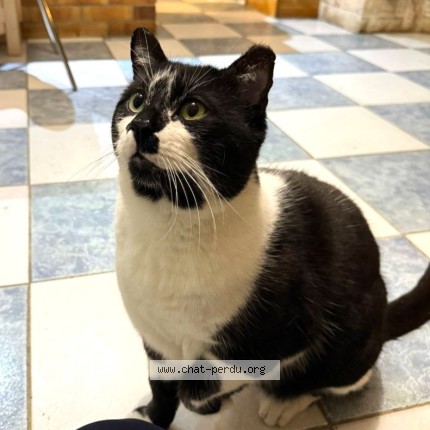 Photo of a cat found in Franconville