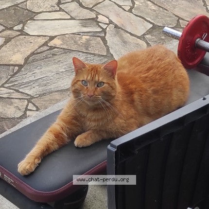 Photo of a cat found in Loroux Bottereau