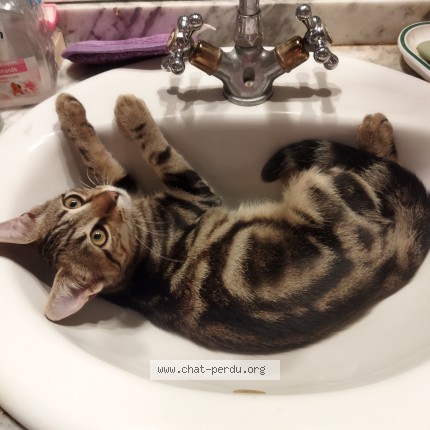 Photo of a cat found in Bourg De Peage