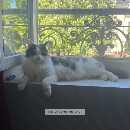 Photo of a cat found in Villeurbanne