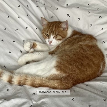 Photo of a cat found in Saint Gilles Les Bains