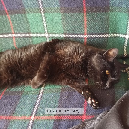 Foto 1/1 Noé Kat vermist in Liege