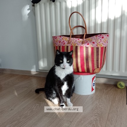 Photo of a cat found in Quimper