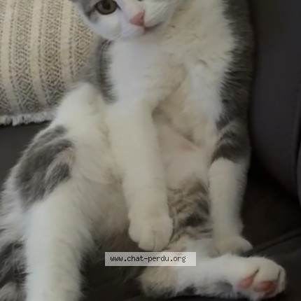 Foto 1/1 cookie Kat vermist in Mouscron