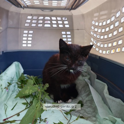 Photo of a cat found in Le Pian Medoc