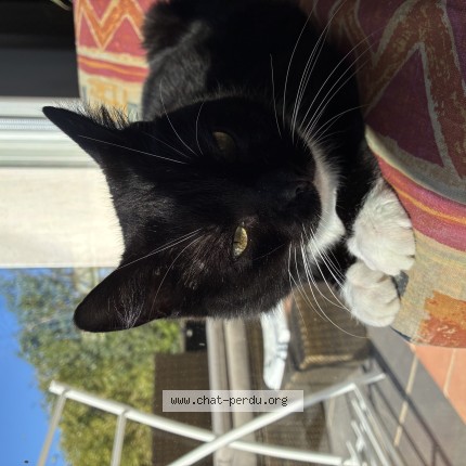 Photo of a cat found in Vendres