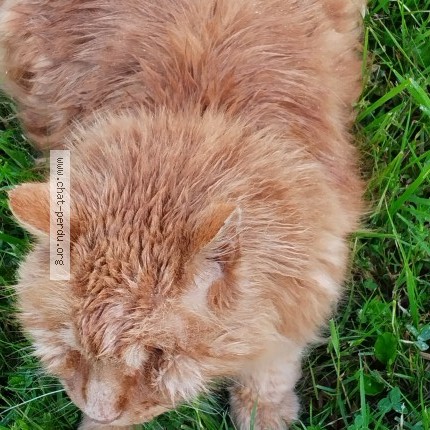 Photo of a cat found in Jandun