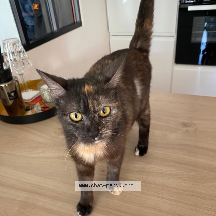 Photo of a cat found in Besancon