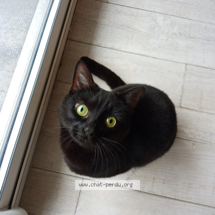 Photo of a cat found in Chamalieres