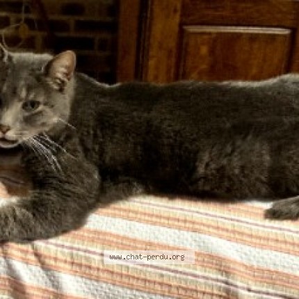 Photo of a cat found in Cayrols