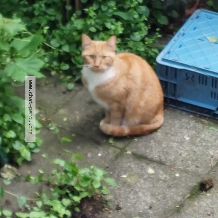 Foto van gevonden kat in Schaerbeek