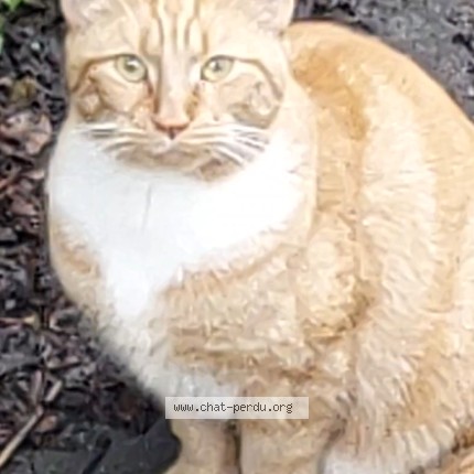 Foto 2/3 Kat gevonden Gevonden in Schaerbeek