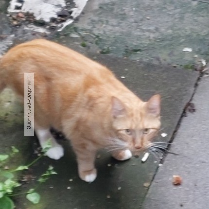 Foto 3/3 Kat gevonden Gevonden in Schaerbeek
