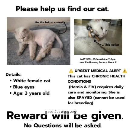 Photo 1/1 Neeli Cat lost in Lahore