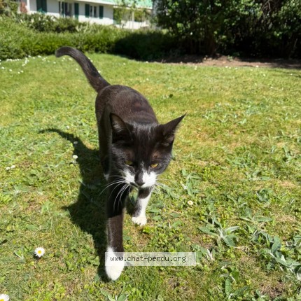 Photo of a cat found in Bernex