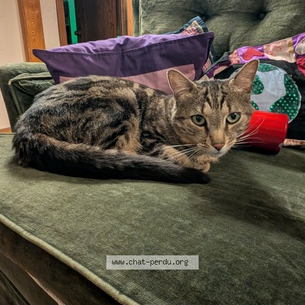 Photo of a cat found in Montreal