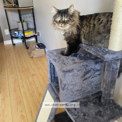 Photo 1/1 ìvan Cat lost in Saint Boniface