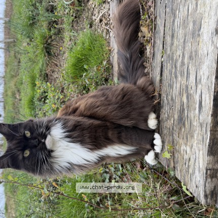 Photo of a cat found in Urrugne
