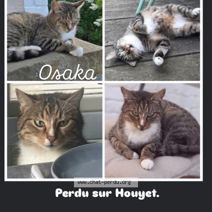 Photo of a cat found in Houyet