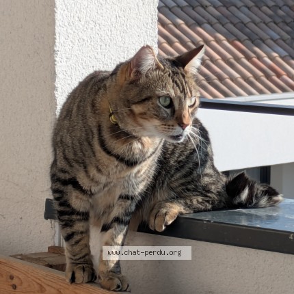 Photo of a cat found in Blanquefort
