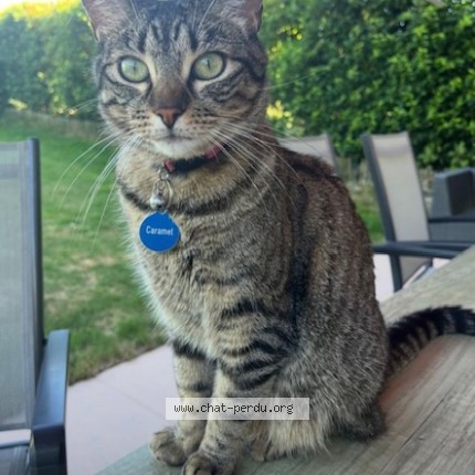 Foto di gatto smarrito a Epalinges