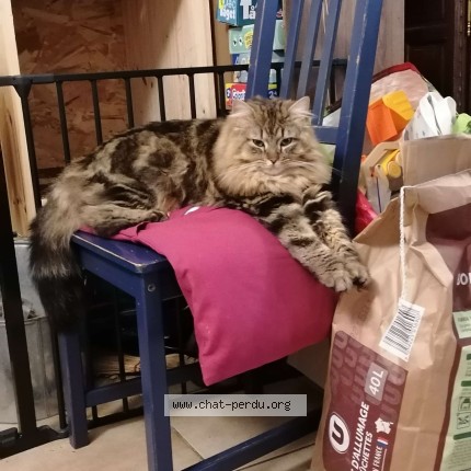 Photo of a cat found in Ecommoy