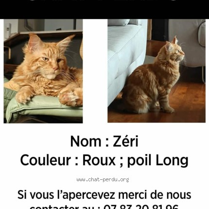 Photo of a cat found in Angers