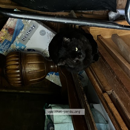 Foto van gevonden kat in Bruxelles