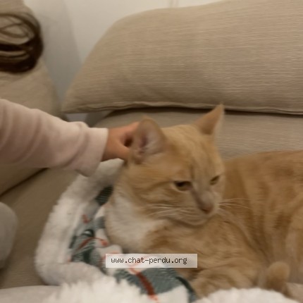 Photo of a cat found in Lyon