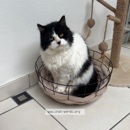Foto van vermiste kat in Herseaux