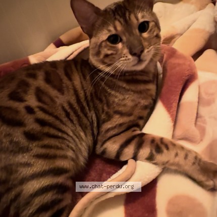 Picture of cat lost at Mont Royal