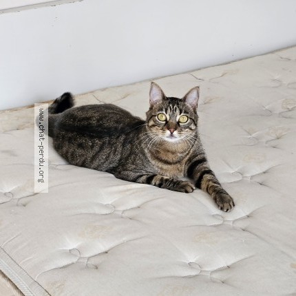 Photo of a cat found in Franconville