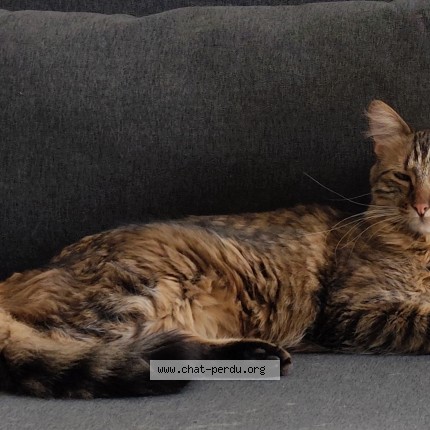 Photo of a cat found in Rumilly