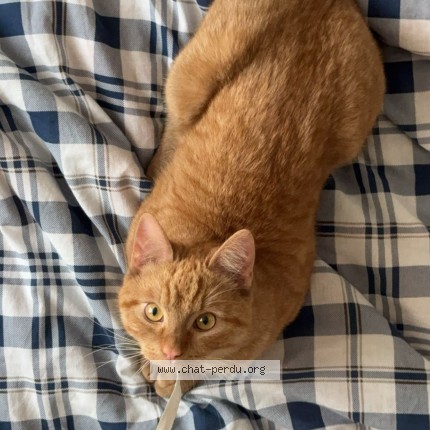 Foto 1/1 Yawmi Kat vermist in Bruxelles