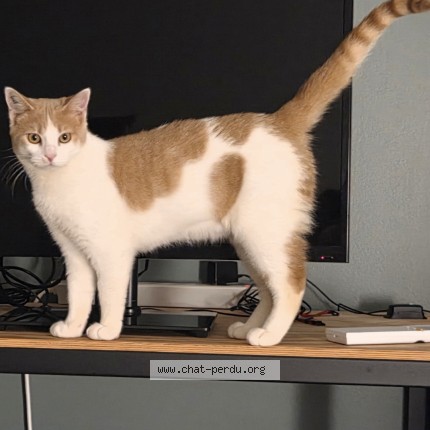Photo of a cat found in Torreilles