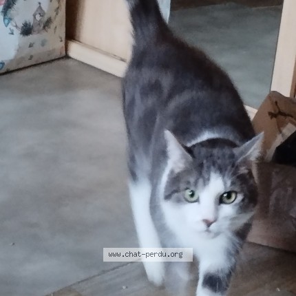 Photo of a cat found in Saint Germainmont