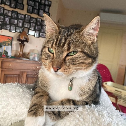 Photo of a cat found in L Hopital Saint Jean