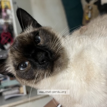 Photo of a cat found in Paris
