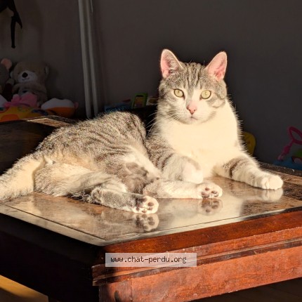 Photo 1/1 rickiki ou ricky Cat lost in Drummondville